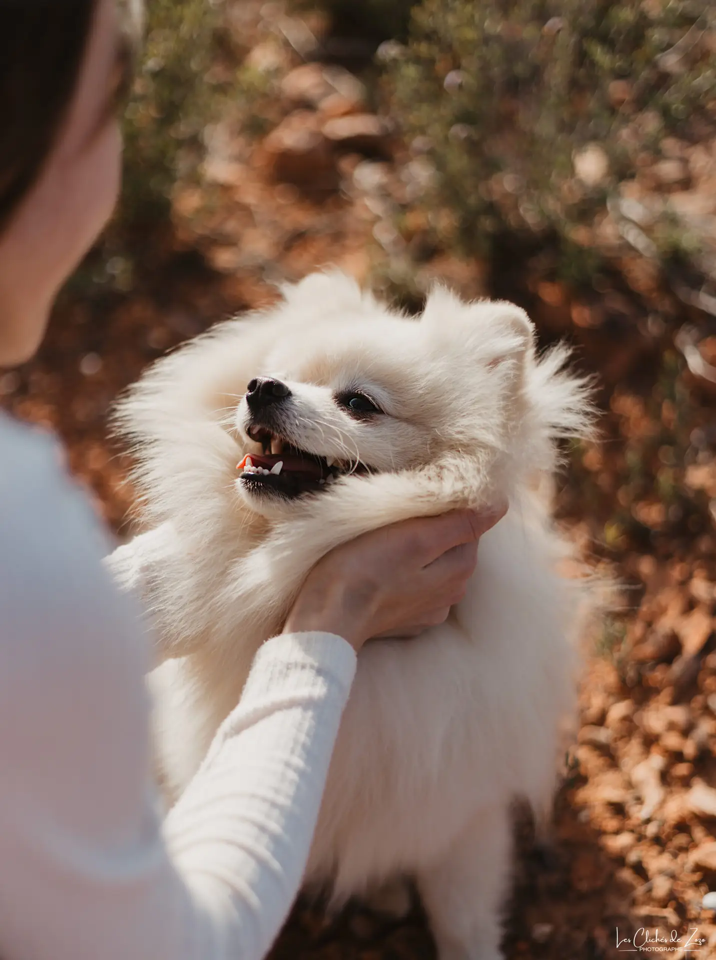 Portrait chien