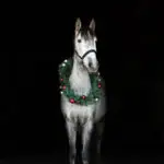 Portrait cheval noël