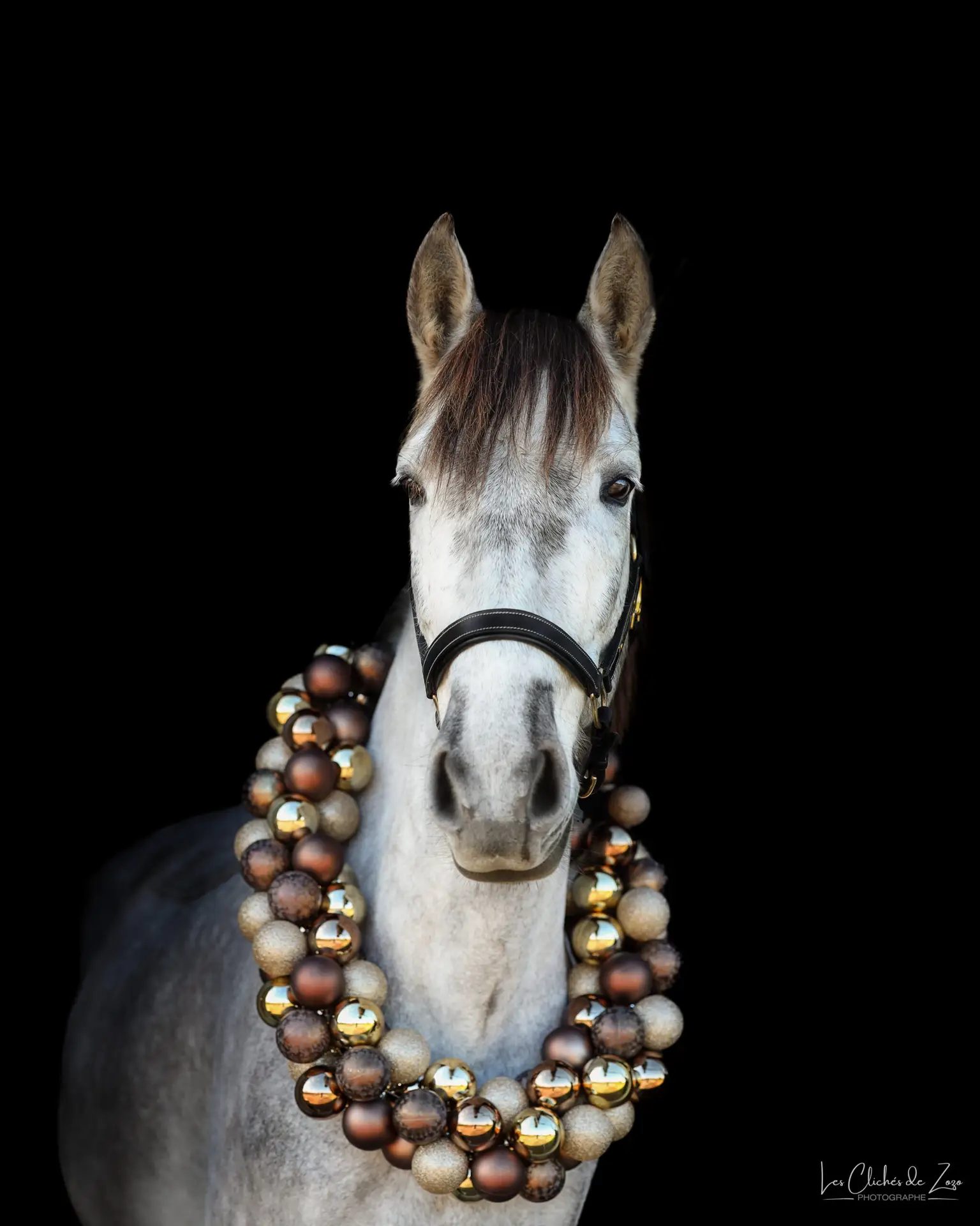 Portrait cheval noël