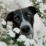 Portrait chiot
